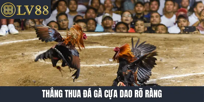 Thắng thua đá gà cựa dao rõ ràng