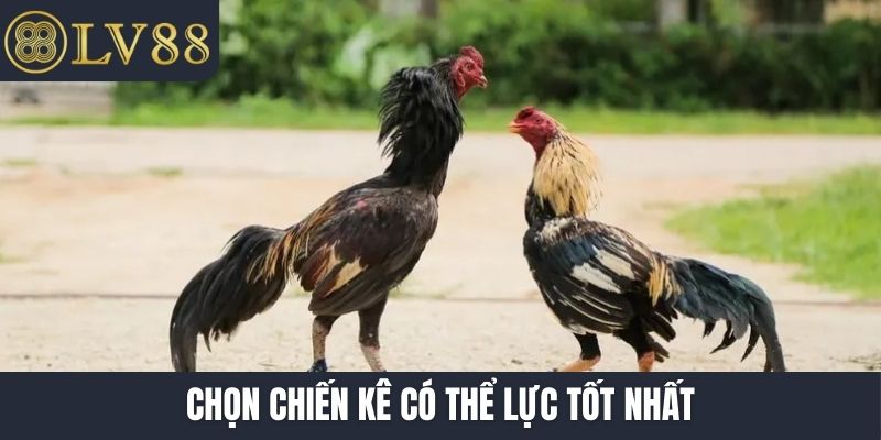 Chọn chiến kê có thể lực tốt nhất